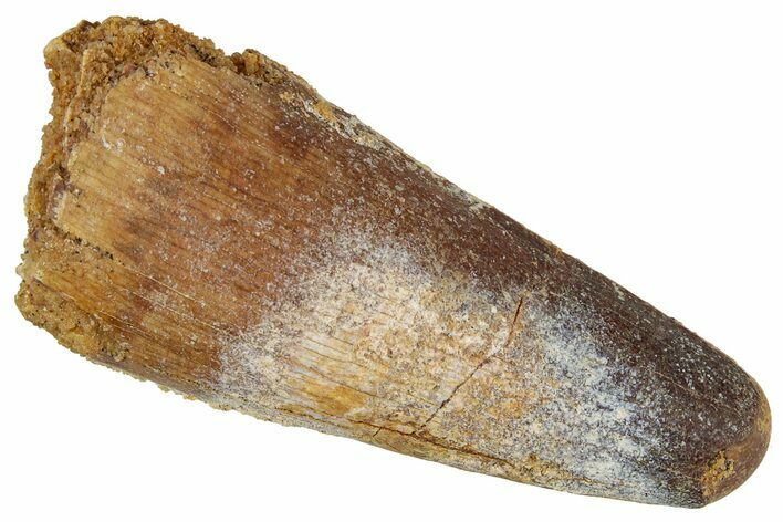 Fossil Spinosaurus Tooth - Feeding Worn Tip #354812